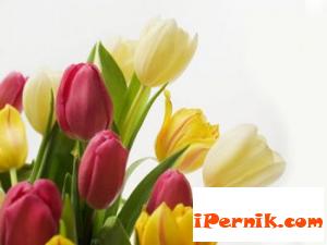 За празника на Перник ще има 278 изпълнители 10_1412689109