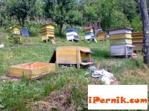 25 кошера примамиха гладна мечка 10_1414501683