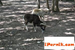 Синият език е убил муфлоните в Сатовча 11_1415173479
