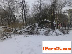 Отрязаха опасни дървета 03_1425968301