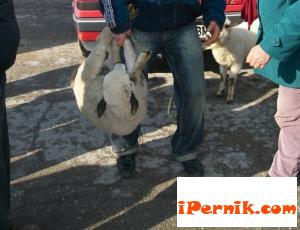 Живите агнета вървят между 6.50 лв. и 7.60 лв. килограма 04_1428506297