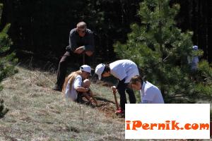 Петокласници засадиха 10 декара черен бор край село Владимир 04_1429250926