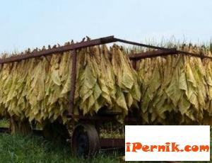 Тютюнджиите в пиринско нямат договори за изкупуване на продукцията им 04_1429271481