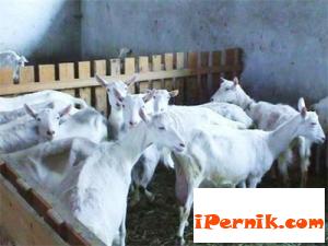 Дават пари на животновъдите 04_1429531689