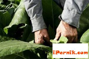 Днес е последния ден за регистрация на тютюнопроизводителите за референтен период 05_1431690736