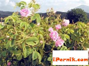 Розоберът започна 05_1431950007