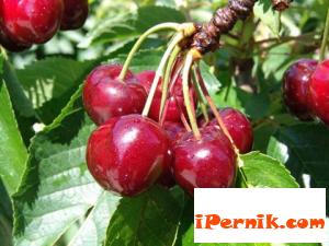 Цената на българските череши се срина 05_1432548539
