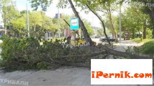 Топола падна върху кола във Видин 05_1432803379