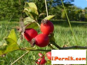 Кои са българските суперхрани 06_1433265275