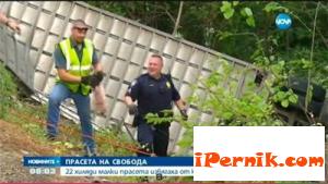 Камион катастрофира и прасенца избягаха от него в САЩ