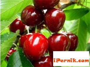 Руското ембарго пречи на българските производители на череши 06_1433921176