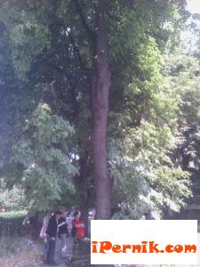 Перничани пазят липите в центъра 06_1433936200