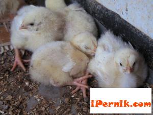 Ще изнасяме патешко месо за Япония 06_1433941866
