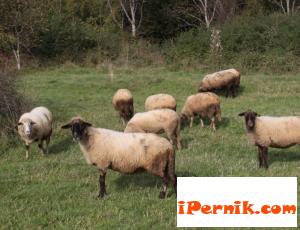 Ще отнемат общинските пасища на фермери без животни 06_1434445675