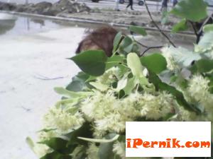 Обират и липите в центъра на Перник 06_1435649441