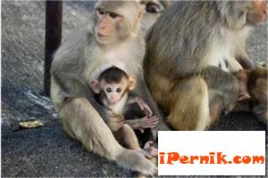 Учени свързаха мозъците на маймуни в жив компютър 07_1436877713
