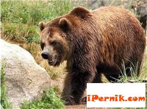 Мечка уби овца в смолянско село 07_1436952158