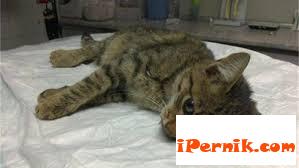 Тровят котки в пернишкия кв. "Църква" 07_1437490304