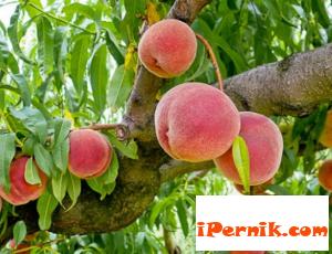 Дават пари на производителите на праскови 07_1438267872