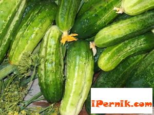 Краставиците поскъпнаха заради сушата 08_1440414989