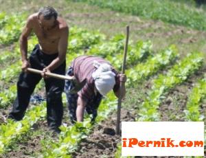 Все още има работници на черно на полето 08_1440657907