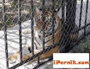Незаконна търговия с диви животни има у нас 08_1440933927