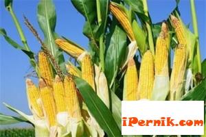 В страната ни е забранено използванего на ГМО култури 10_1443691372