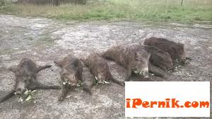 Стрелци покосиха  6 диви свине 10_1445427020