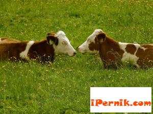 Ще глобяват за измама с ушни марки за добитък 10_1445859319