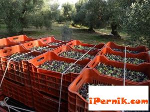Зехтинът поскъпва, няма реколта от маслини 11_1448807587