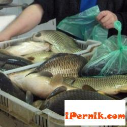 Проверяват продажбата на риба в Перник 12_1449222723