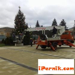Елхата в Перник вече е окичена 12_1449246811