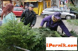 Елхите за Коледа свършиха в разсадниците 12_1449589176