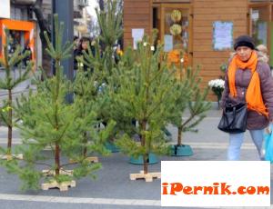 Иззеха 19 елхи в София 12_1450876299