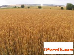 Износът на биопшеница за Германия е с голям потенциал  02_1456220798