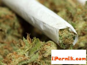 Радомирски полицаи иззеха марихуана 02_1456742250