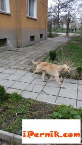 Куче се е изгубило в района на строителната гимназия 03_1458668792