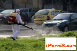 Появиха се хлебарки мутанти 04_1459947897