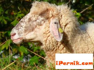 Ще има българско агнешко за Великден 04_1461251333