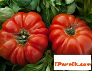 Аномалиите на времето намалиха продукцията от краставици, домати и чушки 05_1463371407