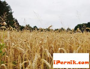 Изкупните цени на зърното се сринаха 05_1463371677