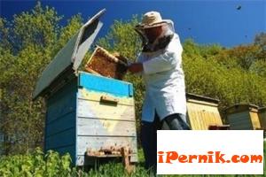 В Добруджа пчелите умират 05_1463975848