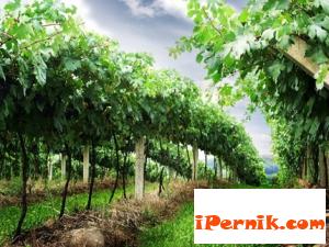 Лозарите не искат да продават гроздето си на безценица 07_1468740691