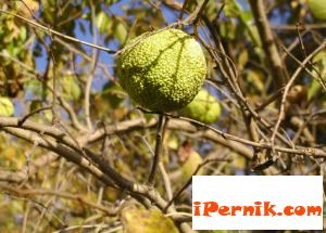 Osage Orange  в Радомир