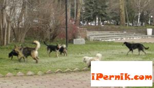 Бездомни кучета пред общината в Перник