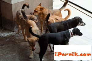 Бездомни кучета в Перник Pernik
