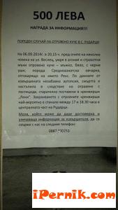 500 лева за информация за отровено куче