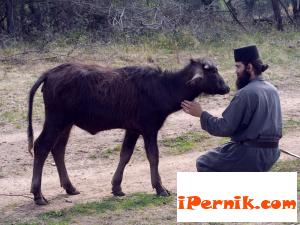 Фермата с биволи е гордостта на йеромонах Никанор