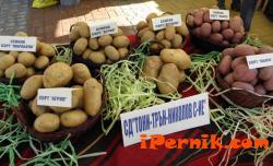 Перник снимка: за хората и събитията - Празник на картофа в Трън
