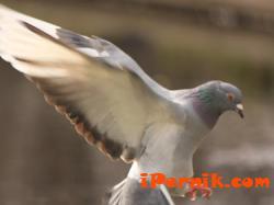 Европа са признати 1 006 породи гълъби, от тях 14 са български